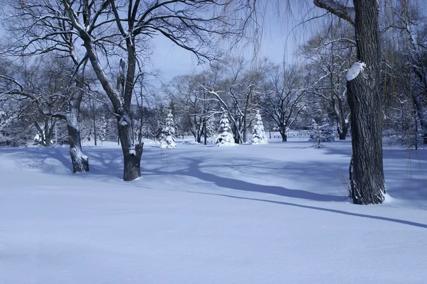 Winter morning in the park — Stock Photo, Image