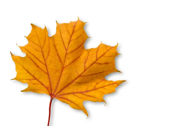 Yellow orange maple leaf isolated — Stock Photo, Image