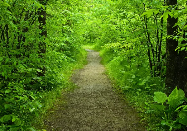 Procházková stezka v lese — Stock fotografie