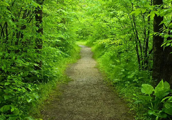 Пішохідна стежка в лісі Стокове Фото