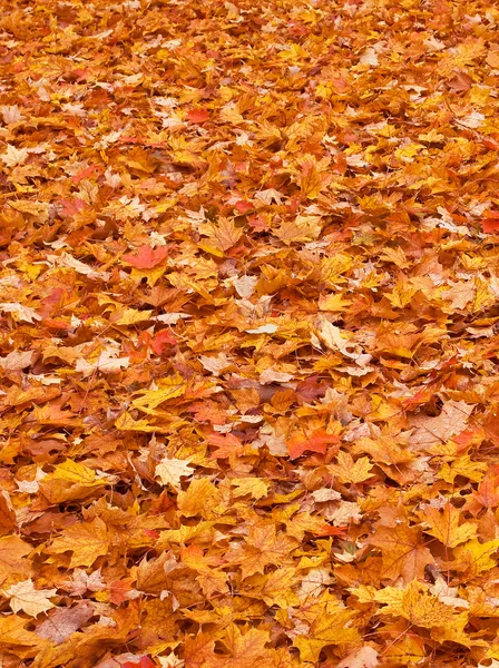 Red yellow fall leaves on the ground — Stock Photo, Image