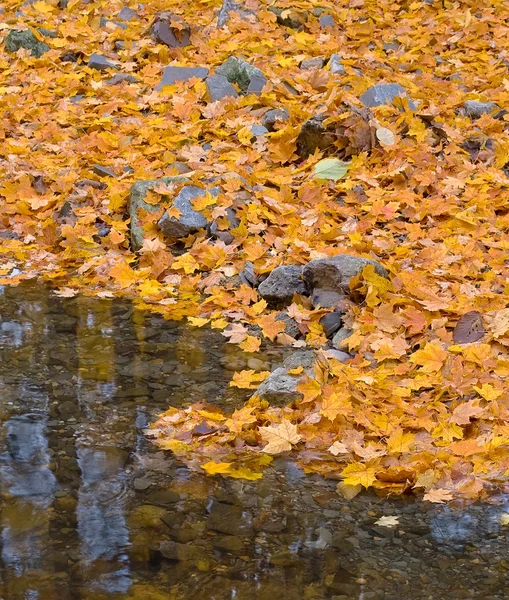Kis patak őszi erdő — Stock Fotó