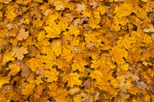 Folhas de outono coloridas no chão — Fotografia de Stock
