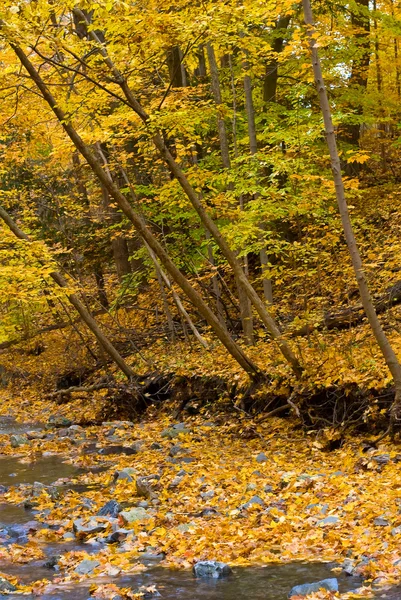 Маленький ручей в осеннем лесу — стоковое фото