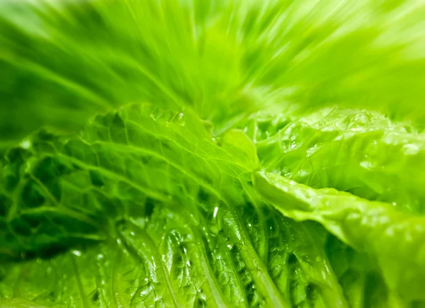 Salada verde - alface romain — Fotografia de Stock