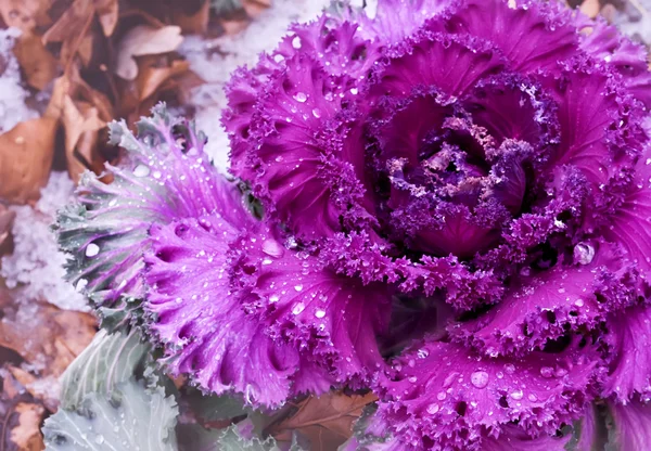 stock image Decorative purple cabbage