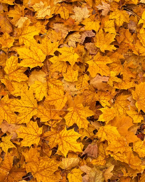 Colored fall leaves on the ground — Stock Photo, Image
