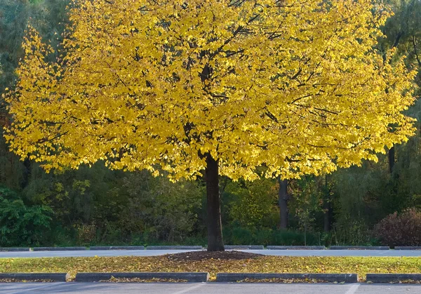 Bir parkta sarı ağaç — Stok fotoğraf