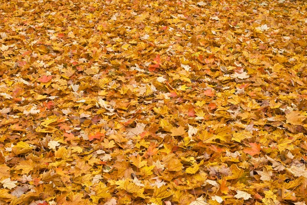 Осіннє листя червоного жовтого кольору — стокове фото