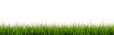 Grass closeup clipart