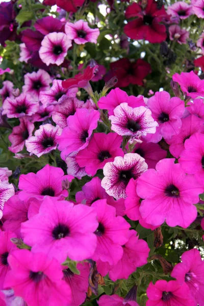 stock image Sea of flowers