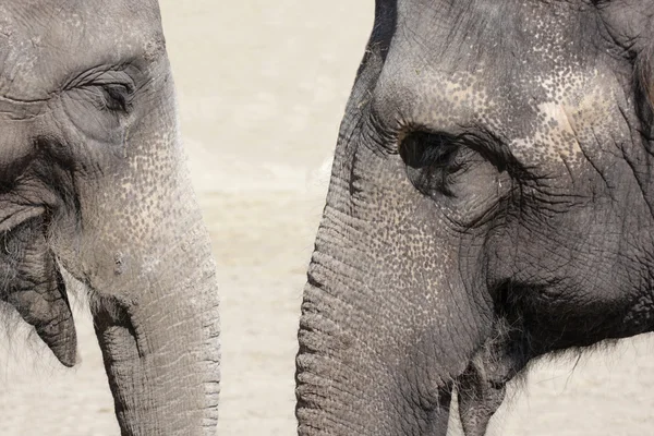 Conversa de elefante — Fotografia de Stock