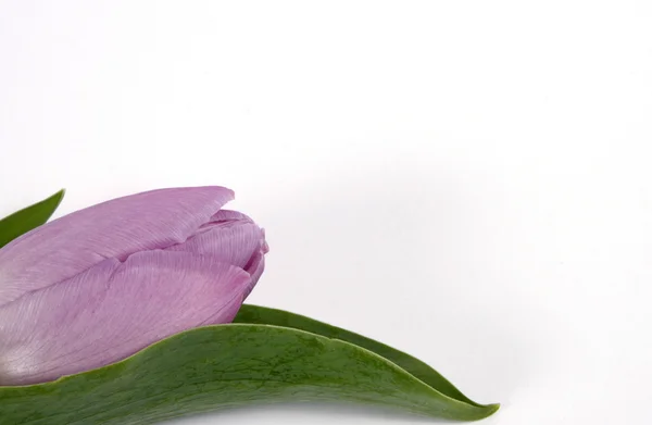 Сиреневый тюльпан — стоковое фото