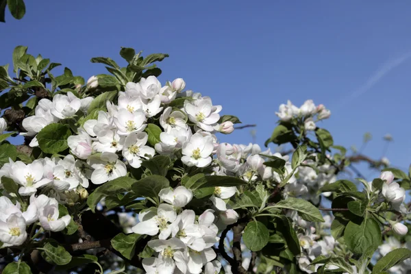 果樹園の春 — ストック写真