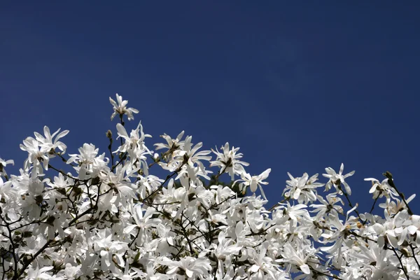 Białe kwiaty magnolii — Zdjęcie stockowe