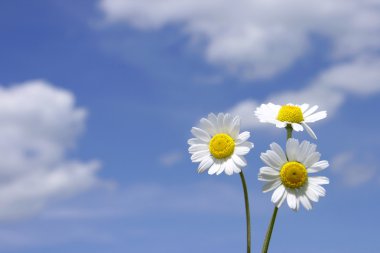 Ox-eye daisy clipart