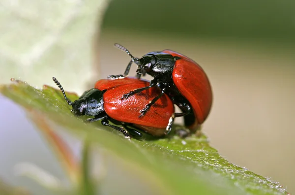 Escarabajos — Foto de Stock