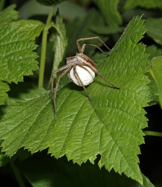 Nursery web spider — Stock Photo, Image