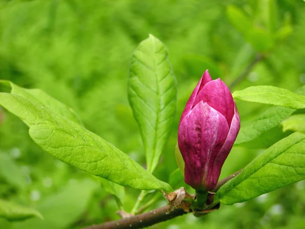 Gemme della magnolia — Foto Stock