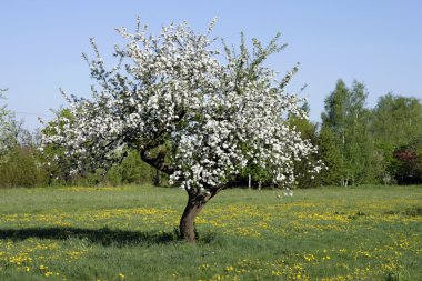 yaşlı elma ağacı