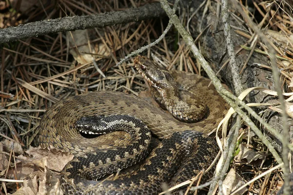 Two adders — Stock Photo, Image