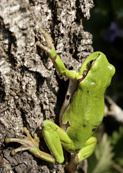 Зеленого дерева жаба — стокове фото