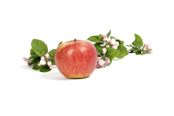 stock image Apple