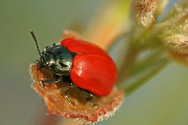 Böcek.