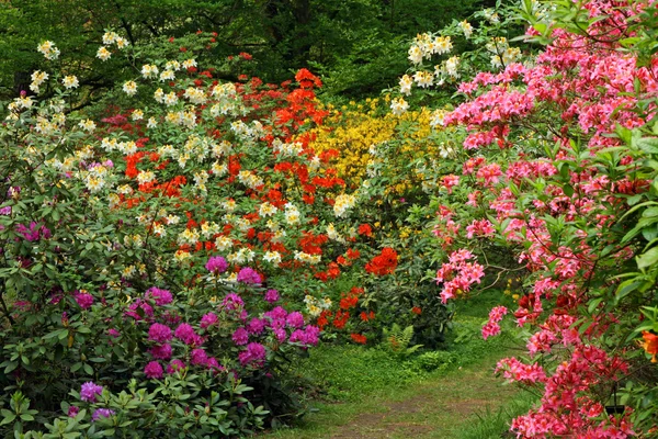 stock image Amongst flowers