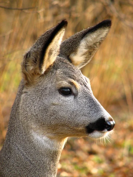 Roe deer — Stock Photo, Image