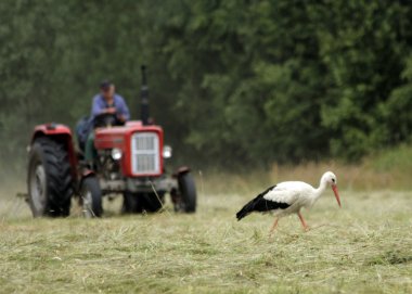 Stork clipart