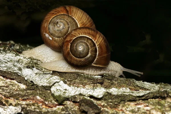 Deux escargots comestibles — Photo