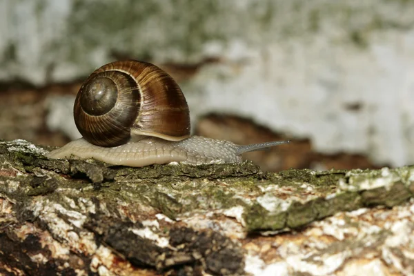 食用蜗牛 — 图库照片