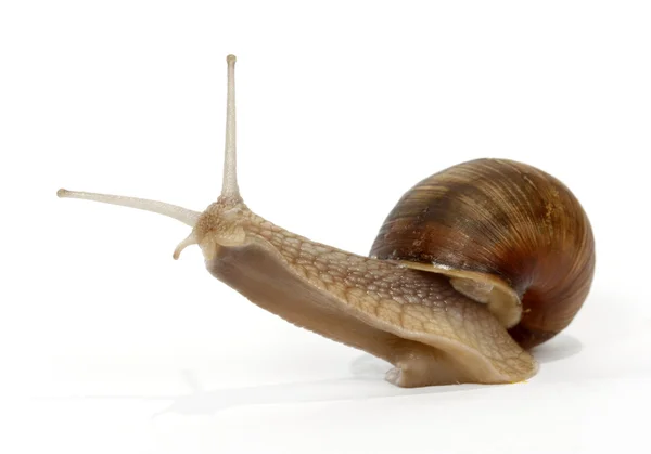 식용 달팽이 — 스톡 사진