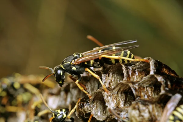 stock image Wasp
