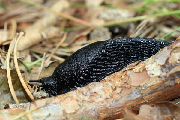 stock image Black snail