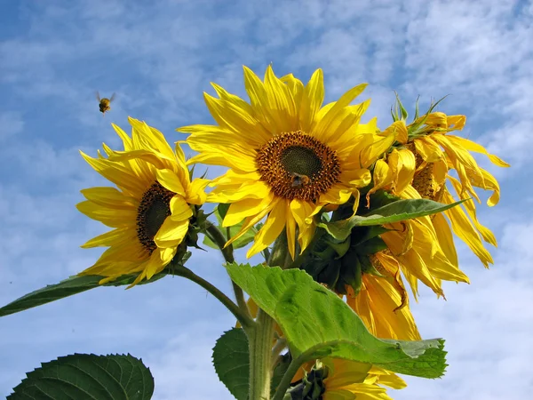The sunflower — Stock Photo, Image