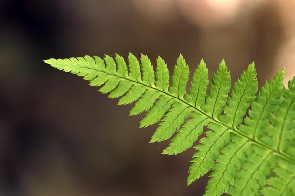 Fronds of fern — Stock Photo, Image