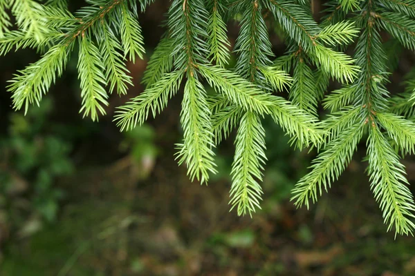 Twigs of the spruce — Stock Photo, Image