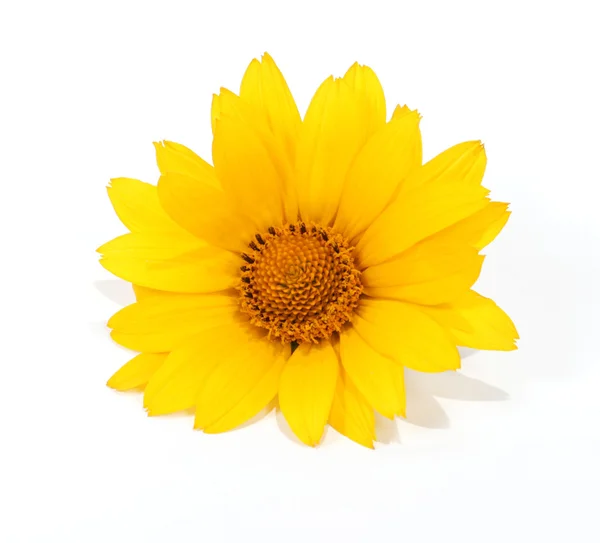 Yellow flower Royalty Free Stock Images