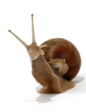 Edible snail clipart