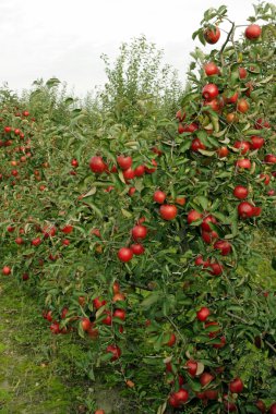 Autumn in the orchard clipart