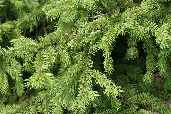 Twigs of the spruce
