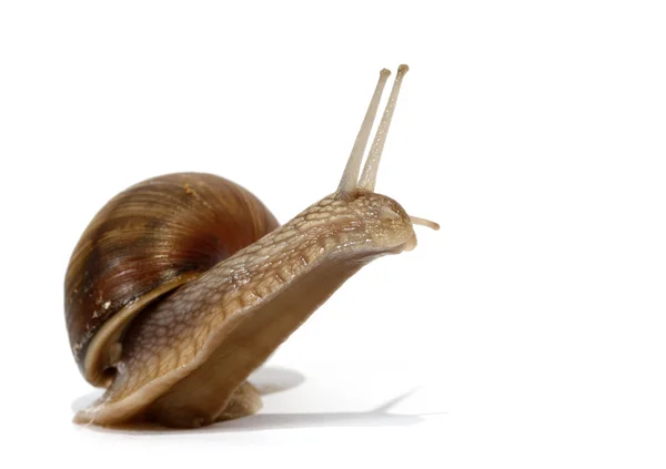 식용 달팽이 — 스톡 사진