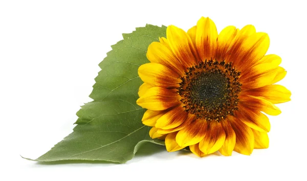 Желтый цветок — стоковое фото