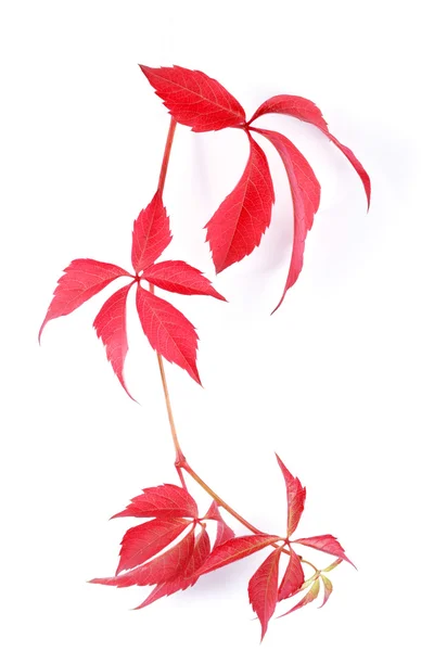 Red bindweed — Stock Photo, Image