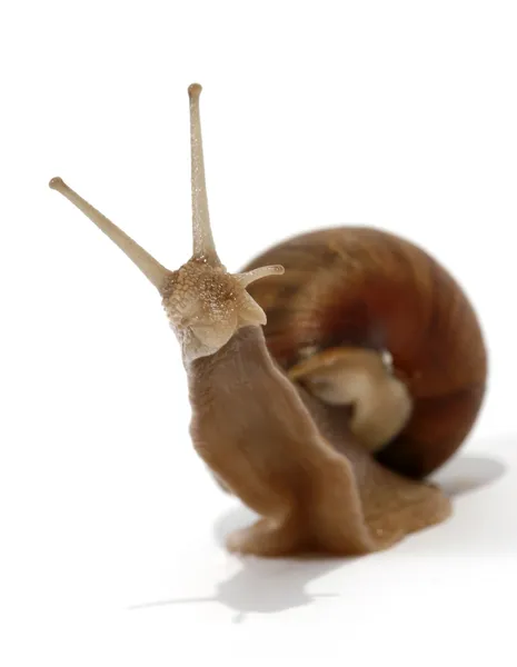 식용 달팽이 로열티 프리 스톡 사진