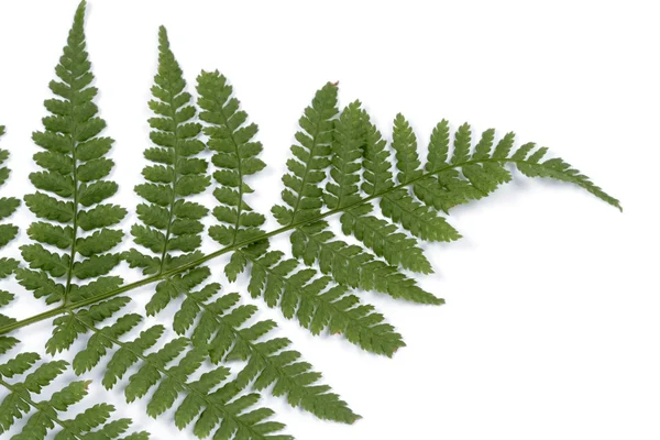 Fronds of fern — Stock Photo, Image