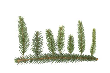 Spruce forest clipart