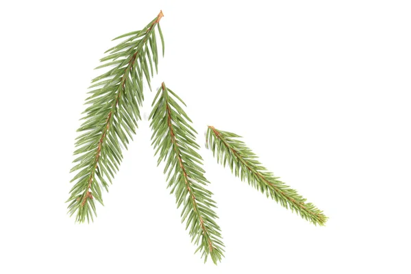 Spruce kvistar — Stockfoto